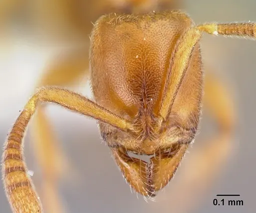 Hypoponera natalensis specimen