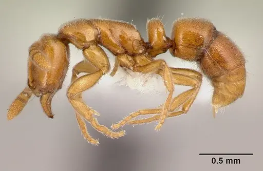 Hypoponera natalensis specimen