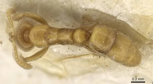 Hypoponera nippona specimen