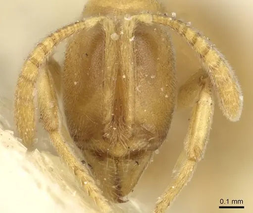 Hypoponera nippona specimen