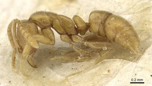 Hypoponera nippona specimen