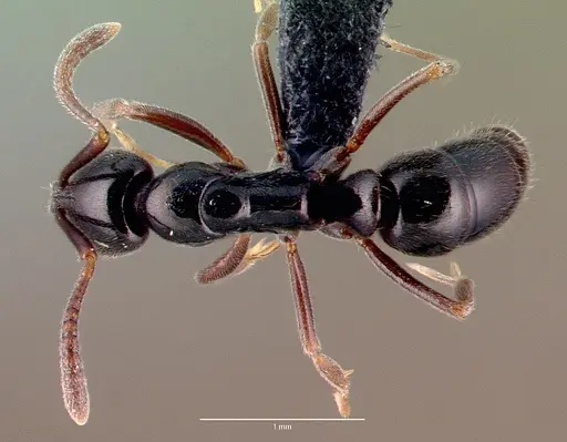Hypoponera nitidula specimen