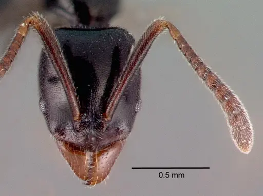 Hypoponera nitidula specimen