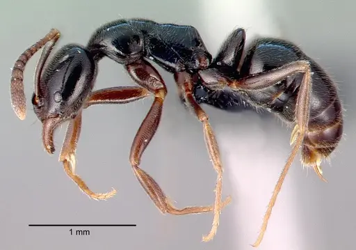 Hypoponera nitidula specimen