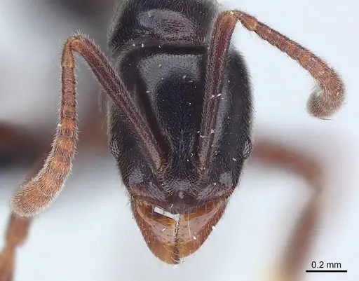 Hypoponera nitidula - CASENT0073874