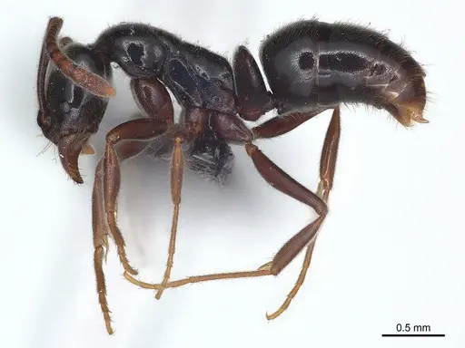 Hypoponera nitidula - CASENT0073874