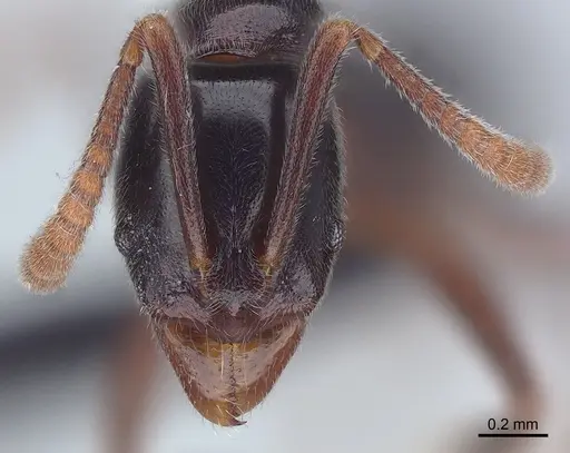 Hypoponera nitidula - CASENT0073886