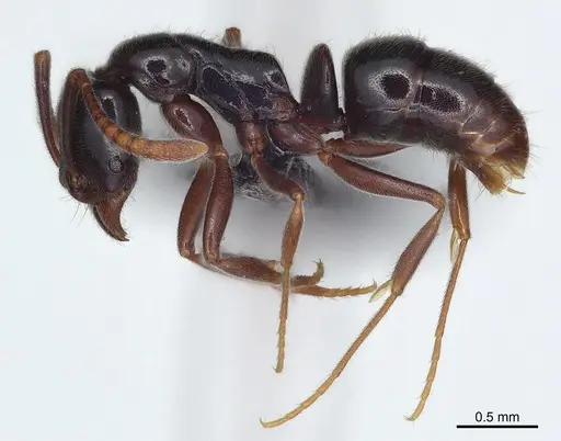 Hypoponera nitidula - CASENT0073886