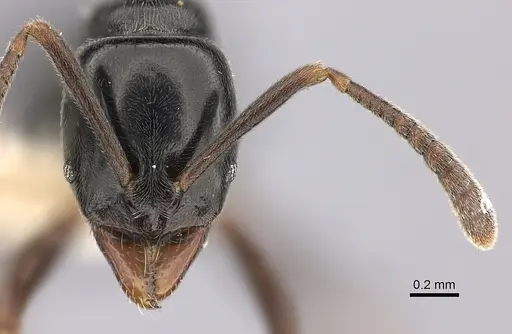 Hypoponera nitidula - CASENT0260430