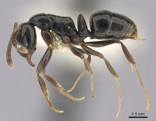 Hypoponera nitidula - CASENT0260430