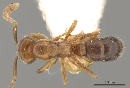 Hypoponera nivariana specimen