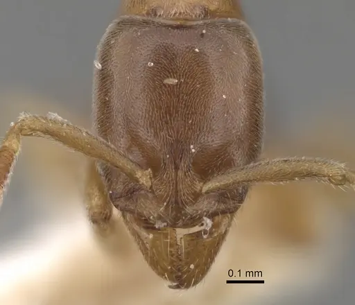 Hypoponera nivariana specimen