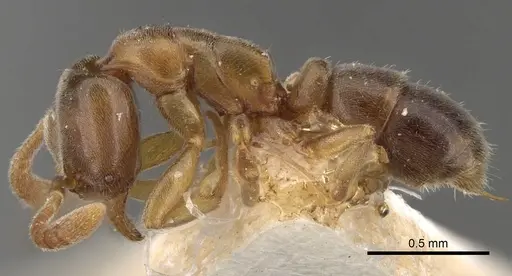 Hypoponera nivariana specimen