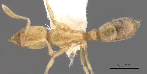 Hypoponera obtunsa specimen