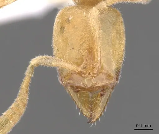 Hypoponera obtunsa specimen