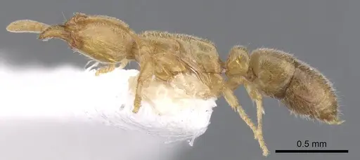 Hypoponera obtunsa specimen