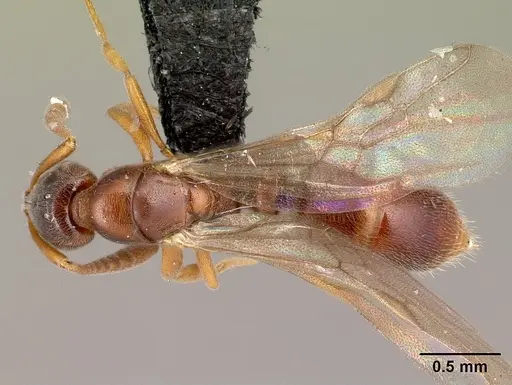 Hypoponera occidentalis specimen
