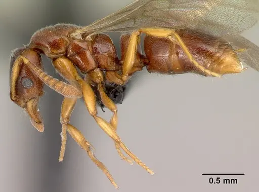 Hypoponera occidentalis specimen