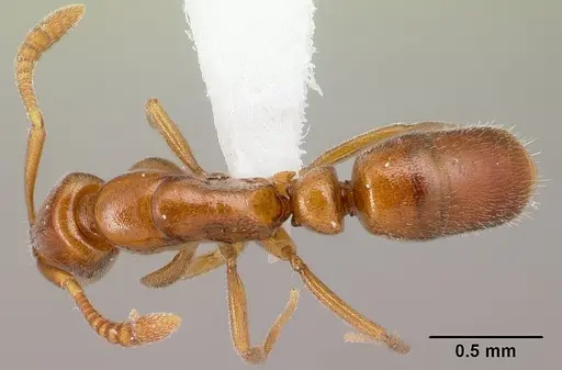 Hypoponera odiosa specimen