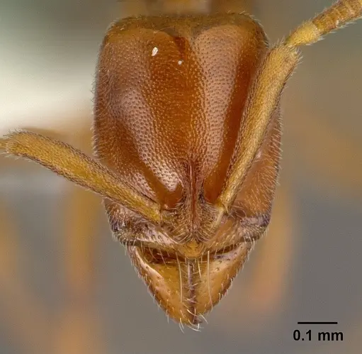Hypoponera odiosa specimen