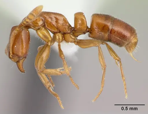 Hypoponera odiosa specimen