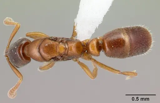 Hypoponera odiosa - CASENT0226620