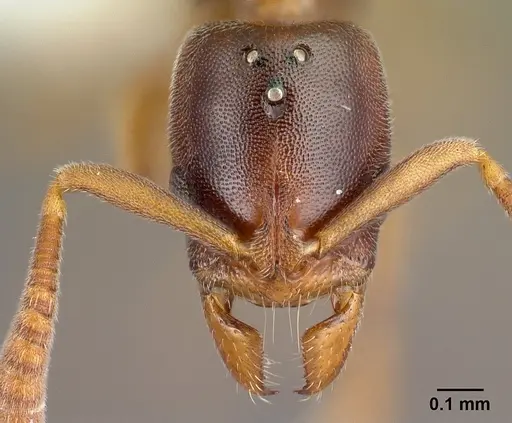 Hypoponera odiosa - CASENT0226620