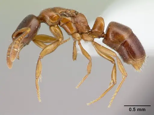 Hypoponera odiosa - CASENT0226620