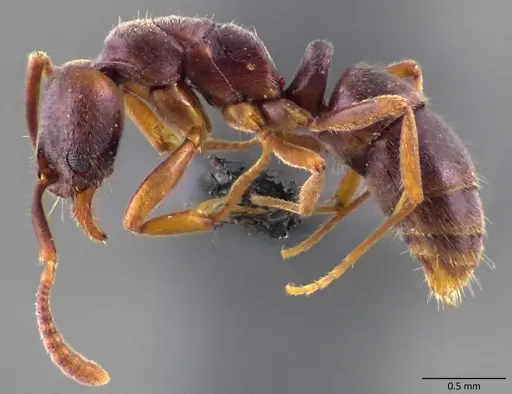 Hypoponera opaciceps specimen