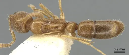 Hypoponera orba specimen