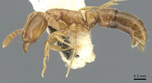 Hypoponera orba specimen