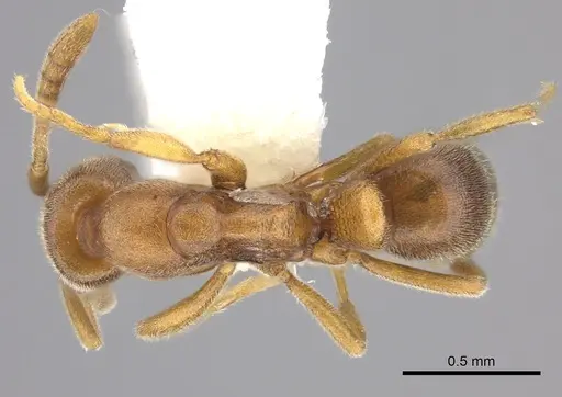 Hypoponera pallidula specimen