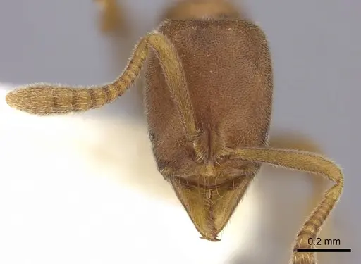Hypoponera pallidula specimen