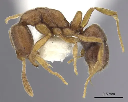 Hypoponera pallidula specimen