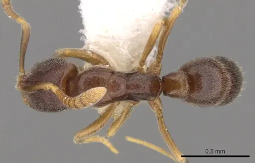 Hypoponera pallidula - CASENT0281912