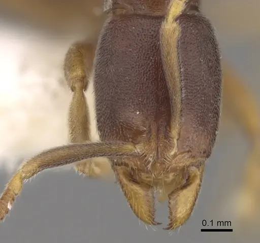 Hypoponera pallidula - CASENT0281912