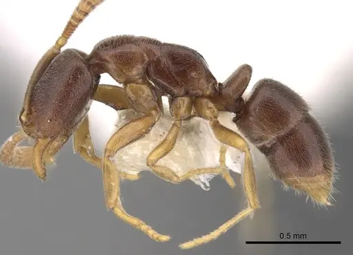 Hypoponera pallidula - CASENT0281912