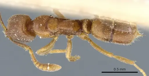 Hypoponera pallidula - CASENT0903917