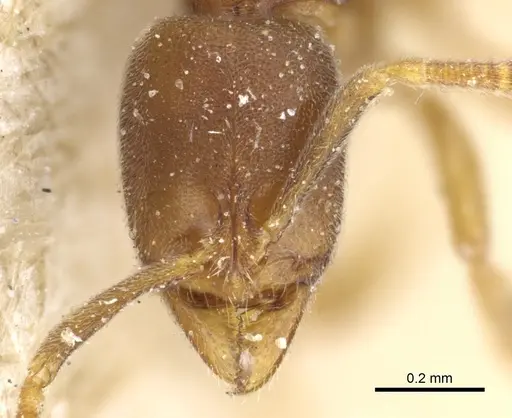 Hypoponera pallidula - CASENT0903917