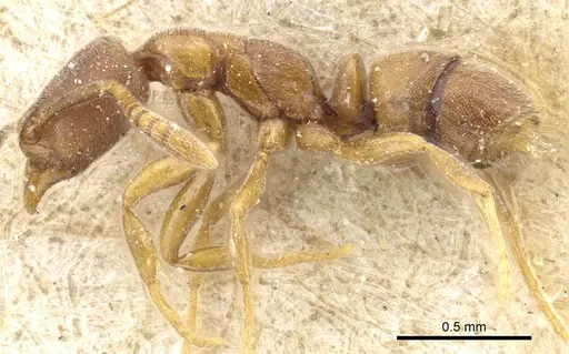 Hypoponera pallidula - CASENT0903917