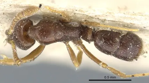 Hypoponera pallidula - CASENT0903918