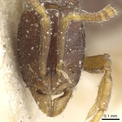 Hypoponera pallidula - CASENT0903918