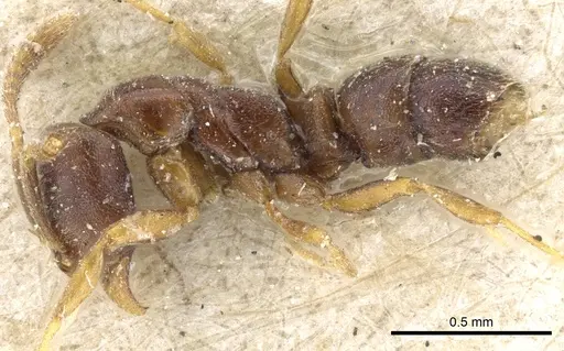 Hypoponera pallidula - CASENT0903918