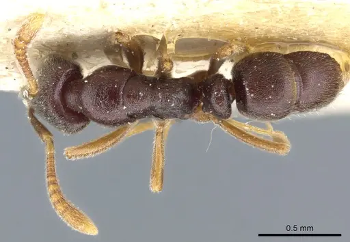 Hypoponera papuana specimen