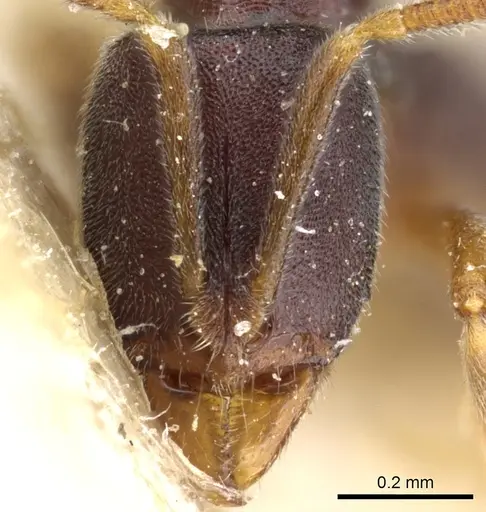 Hypoponera papuana specimen