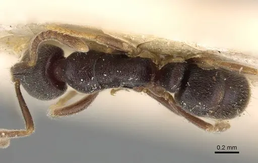 Hypoponera papuana - CASENT0922244