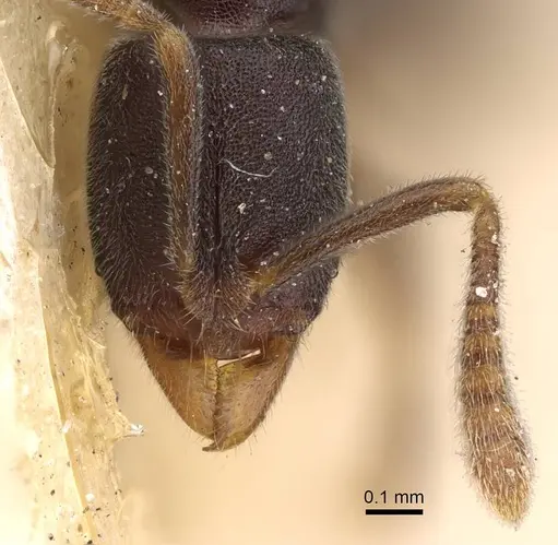 Hypoponera papuana - CASENT0922244