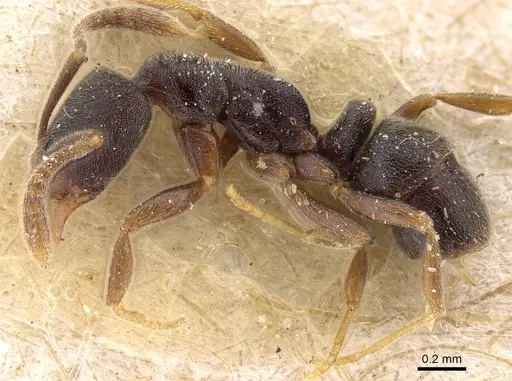 Hypoponera papuana - CASENT0922244