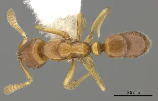 Hypoponera parva specimen