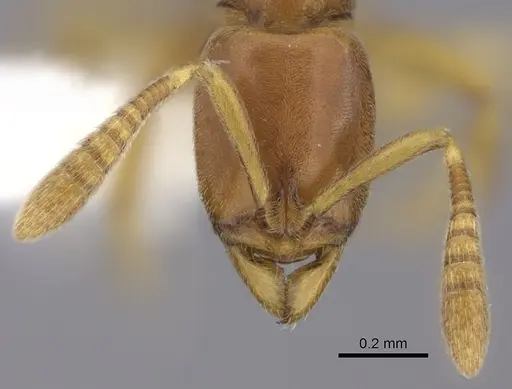 Hypoponera parva specimen